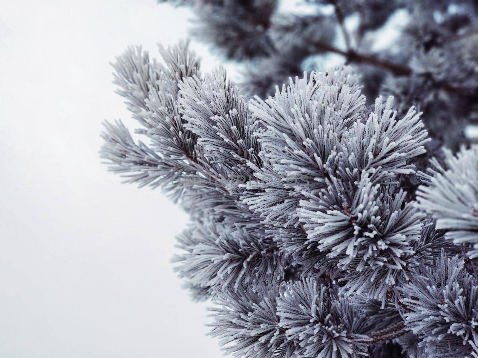 Pine needles covered with frost in winter in cold weather by ProjectStockman