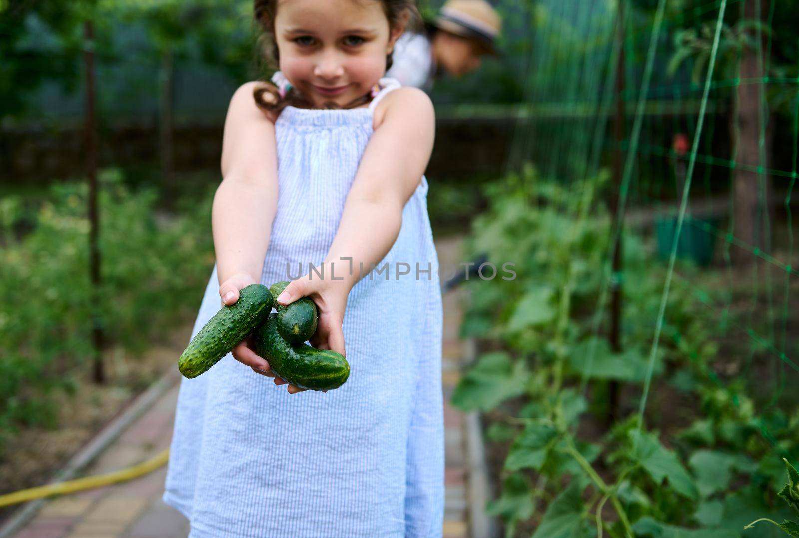 Ripe cucumbers in a girl's hands, wearing summer sundress, helping her mother on harvesting vegetables in organic farm by artgf