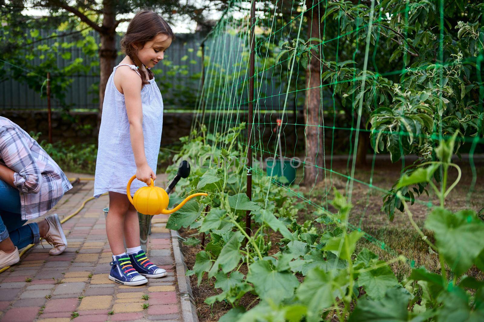 Beautiful child little girl using watering can, waters cultivate cucumbers in flower bed, helps her mom on gardening in a family eco farm. Cultivate love and care for nature and planet since childhood