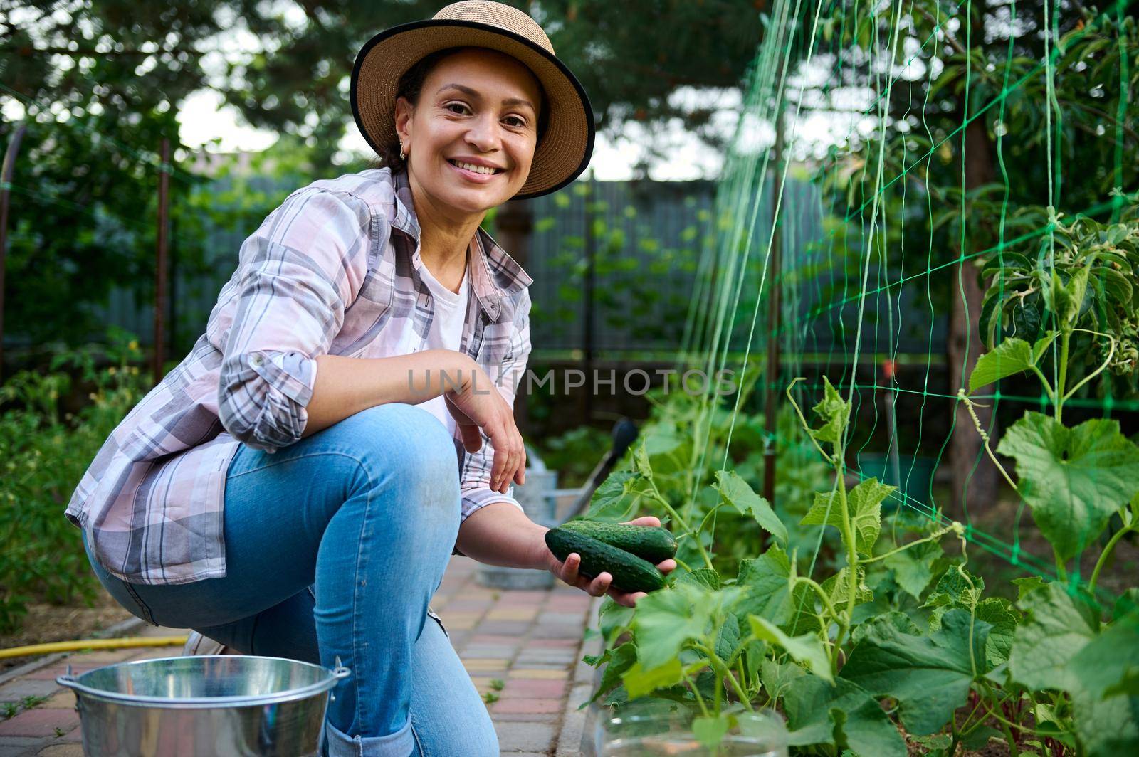 Pretty woman gardener smiles, looking at camera, while picking ripe cucumbers grown in the organic vegetables garden. Cultivation of ecologically friendly vegetables. Horticulture, agribusiness