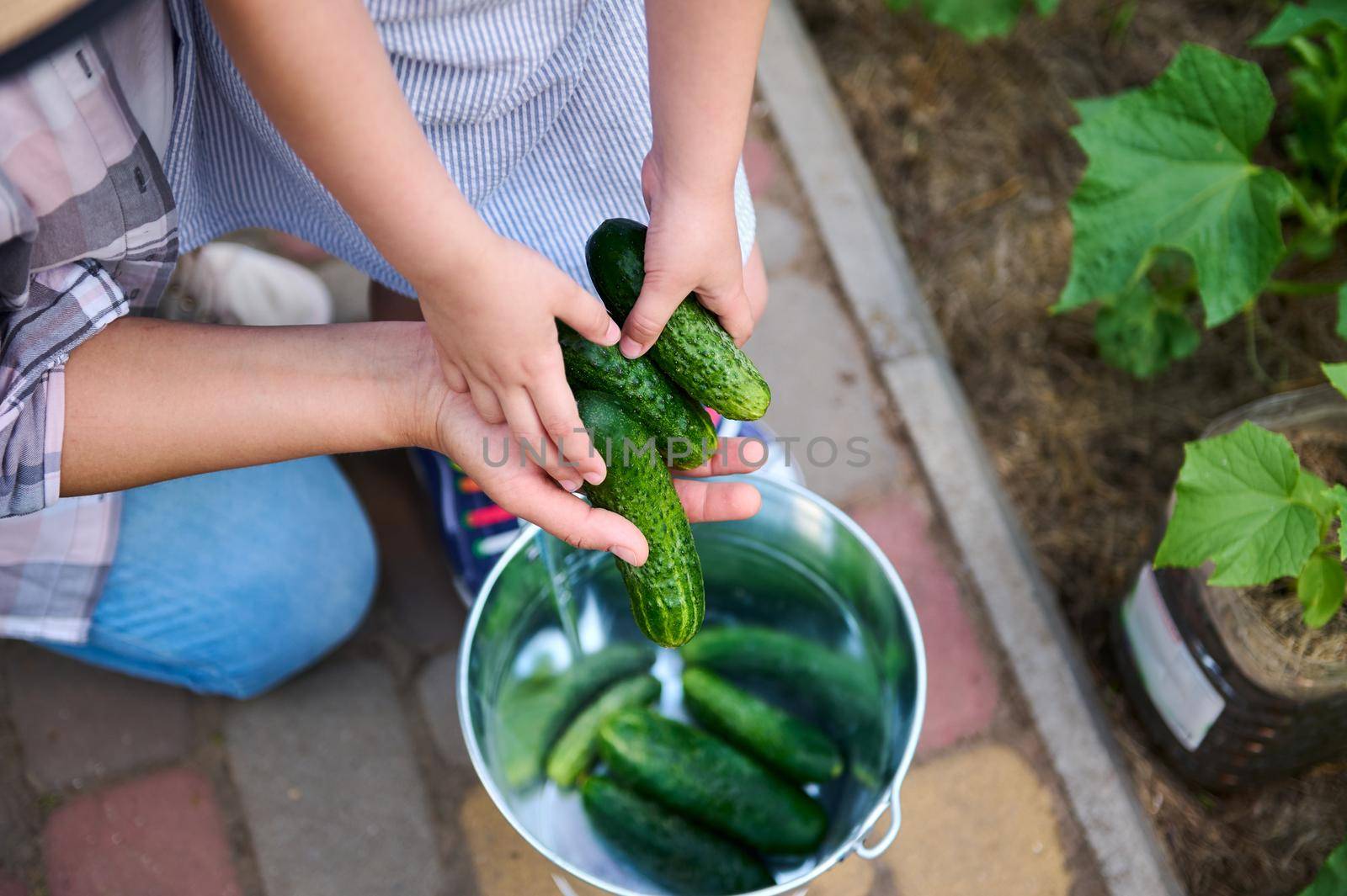 Top view of mom and child girl hands holding harvested ripe ready-to-eat cucumbers above a metal bucket. Healthy food. Cultivation of organic vegetables. Agribusiness, horticulture, family eco farm