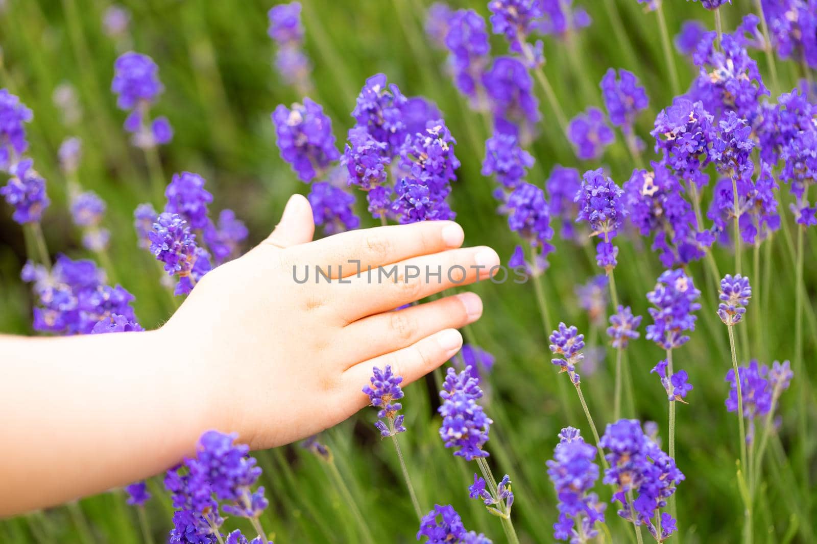 Lavender bushes closeup. Purple lavender field, beautiful blooming, English lavander, Provance. Child's hand touches lavender flowers on a lavender field summer sunny morning.