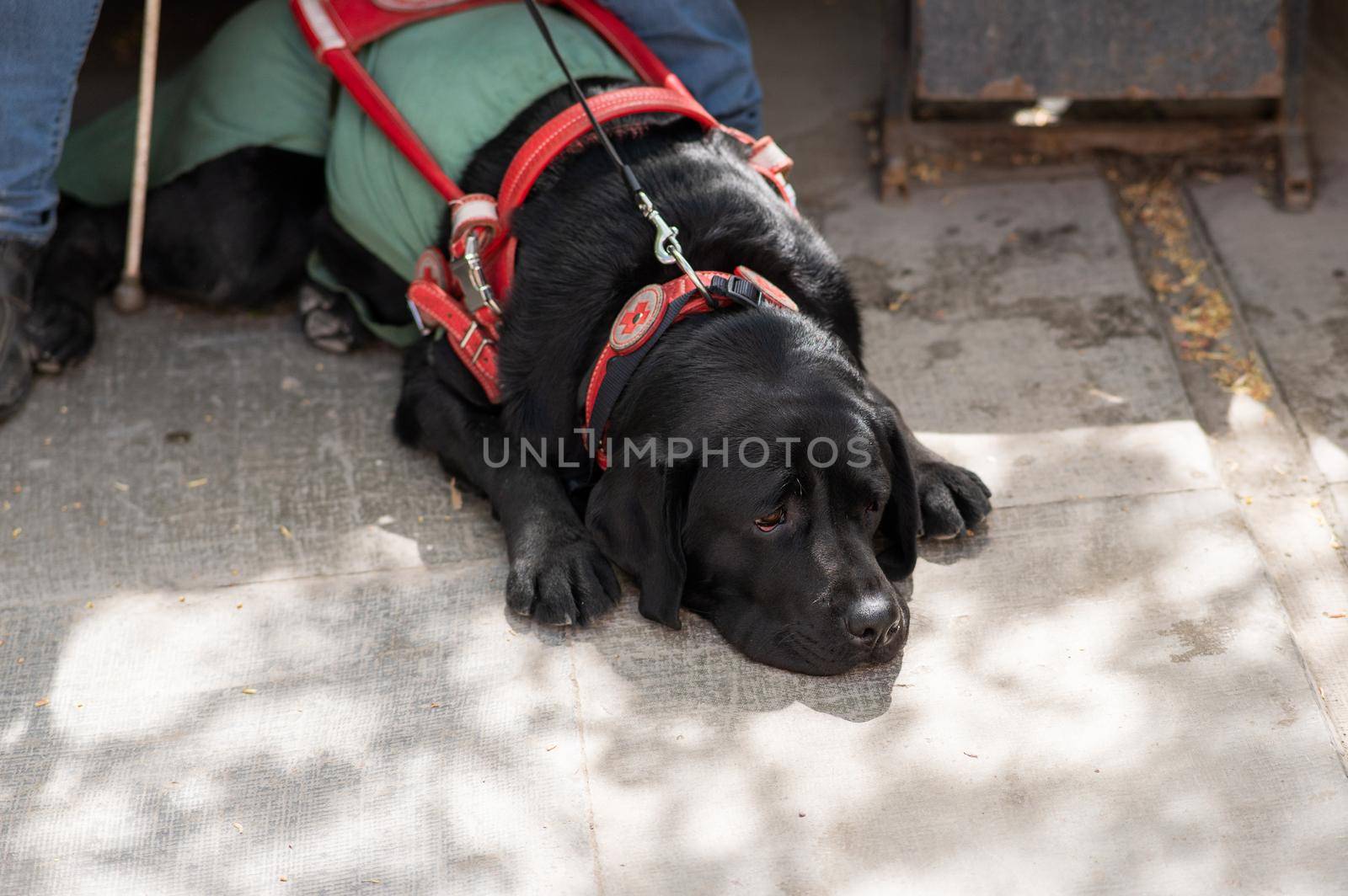 Black Labrador working as a guide dog for a blind man. by mrwed54