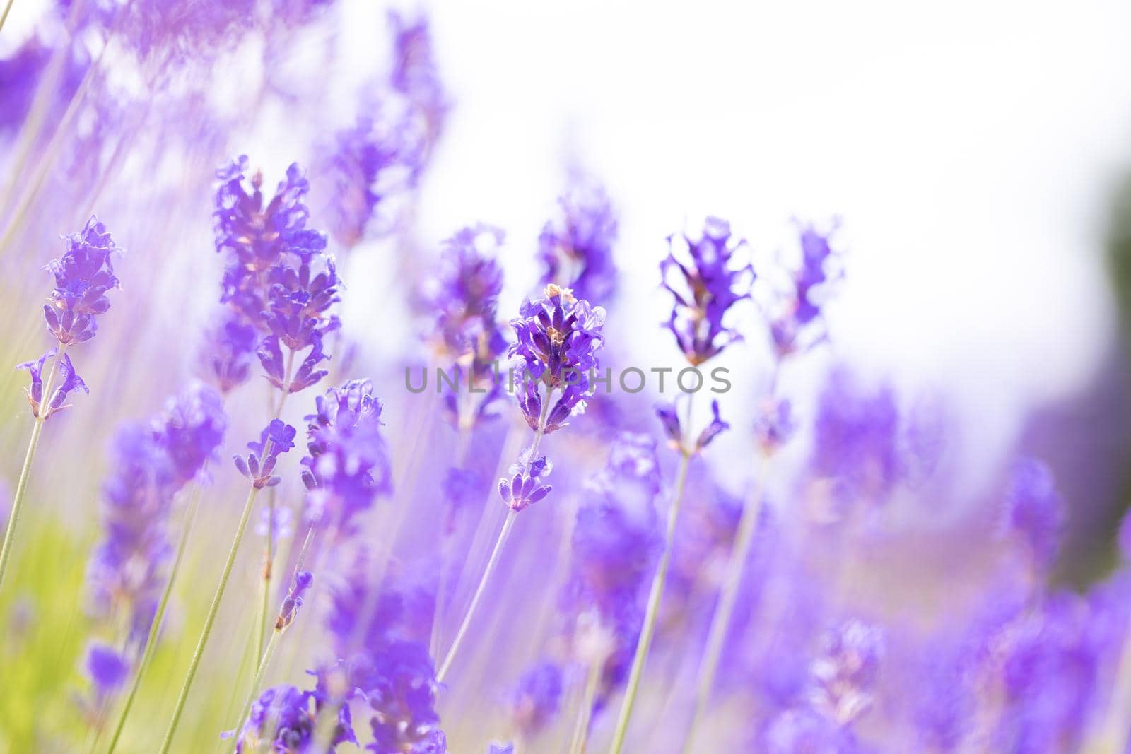 Lavender bushes closeup. Purple lavender field, beautiful blooming, English lavander. by Len44ik