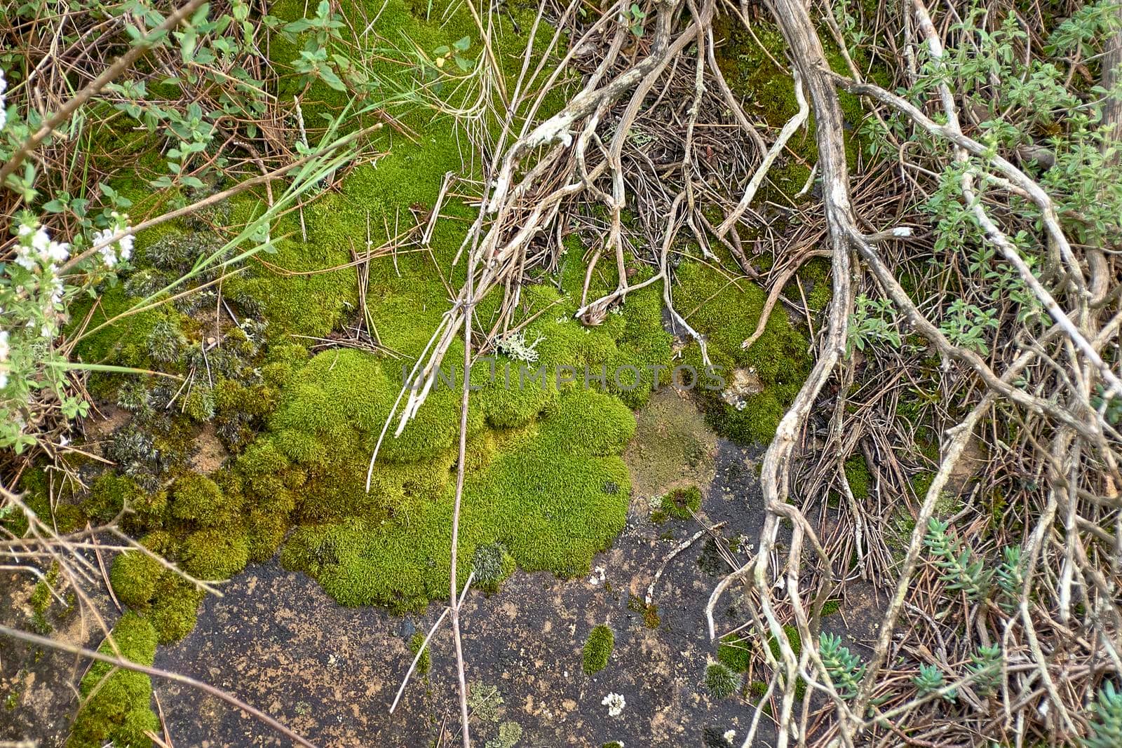 Rock full of moss and surrounded by roots. Top view, out of focus background, dry roots, macro photography.