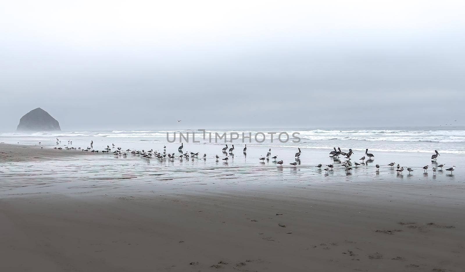 Seabirds on the Seashore by lisaldw
