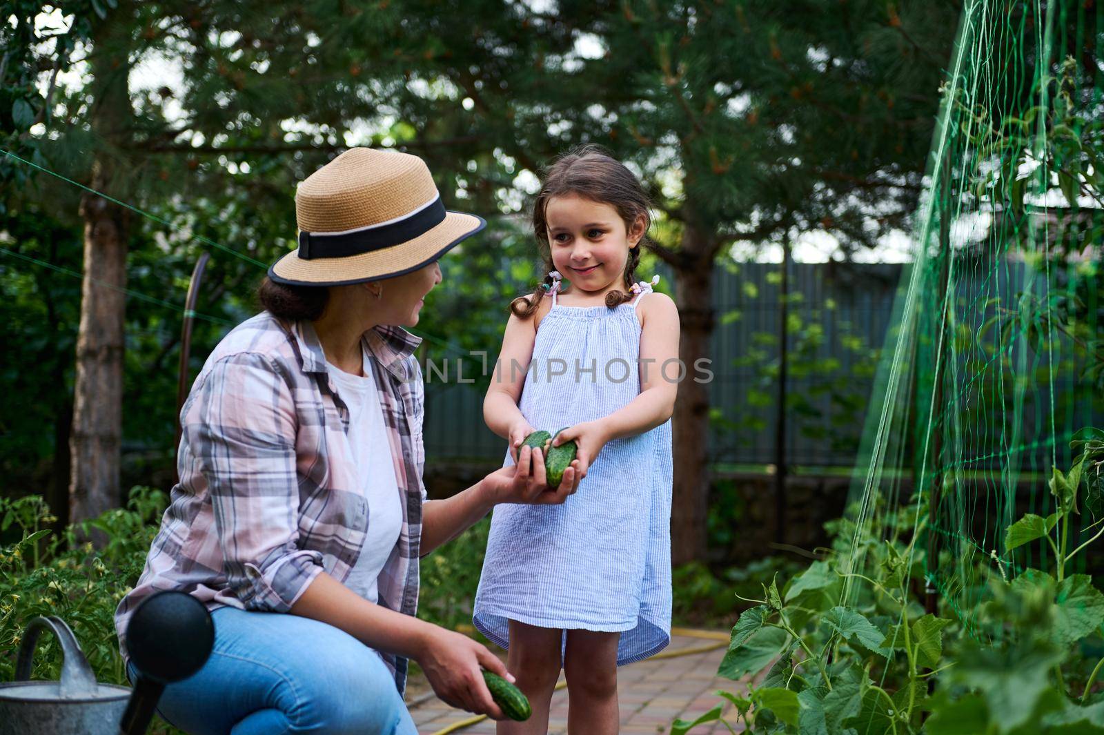 Adorable 5 year old Caucasian baby girl helping her mom picking cucumbers in a family organic vegetable garden. Summer residence. Gardening, agribusiness, horticulture, eco farming, Earth Day concept