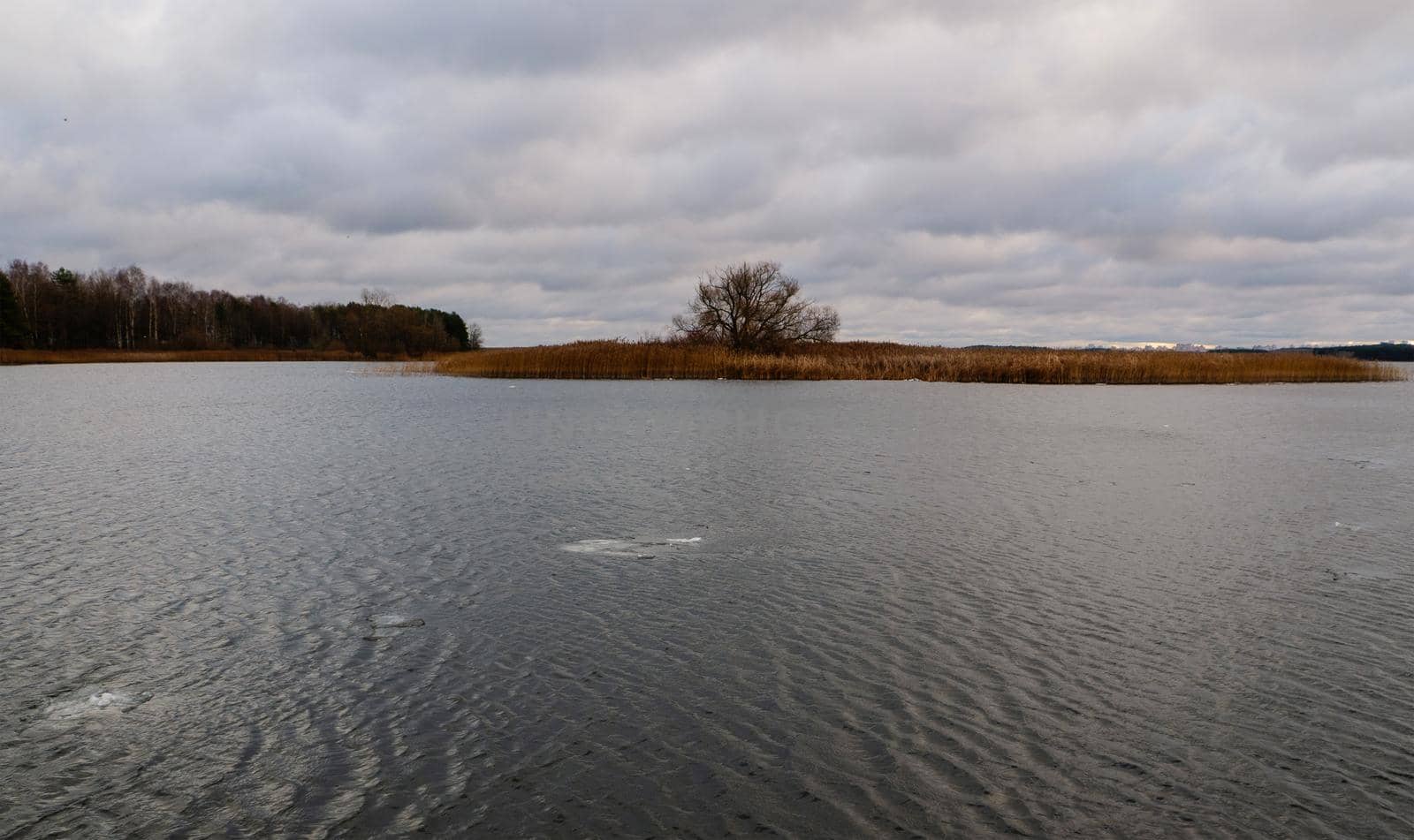 Trees and bushes on the bank of a large pond in cloudy weather.