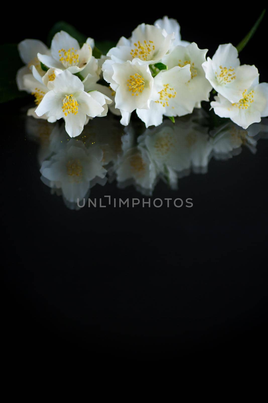 Branch of blooming fragrant white jasmine flowers isolated on black background