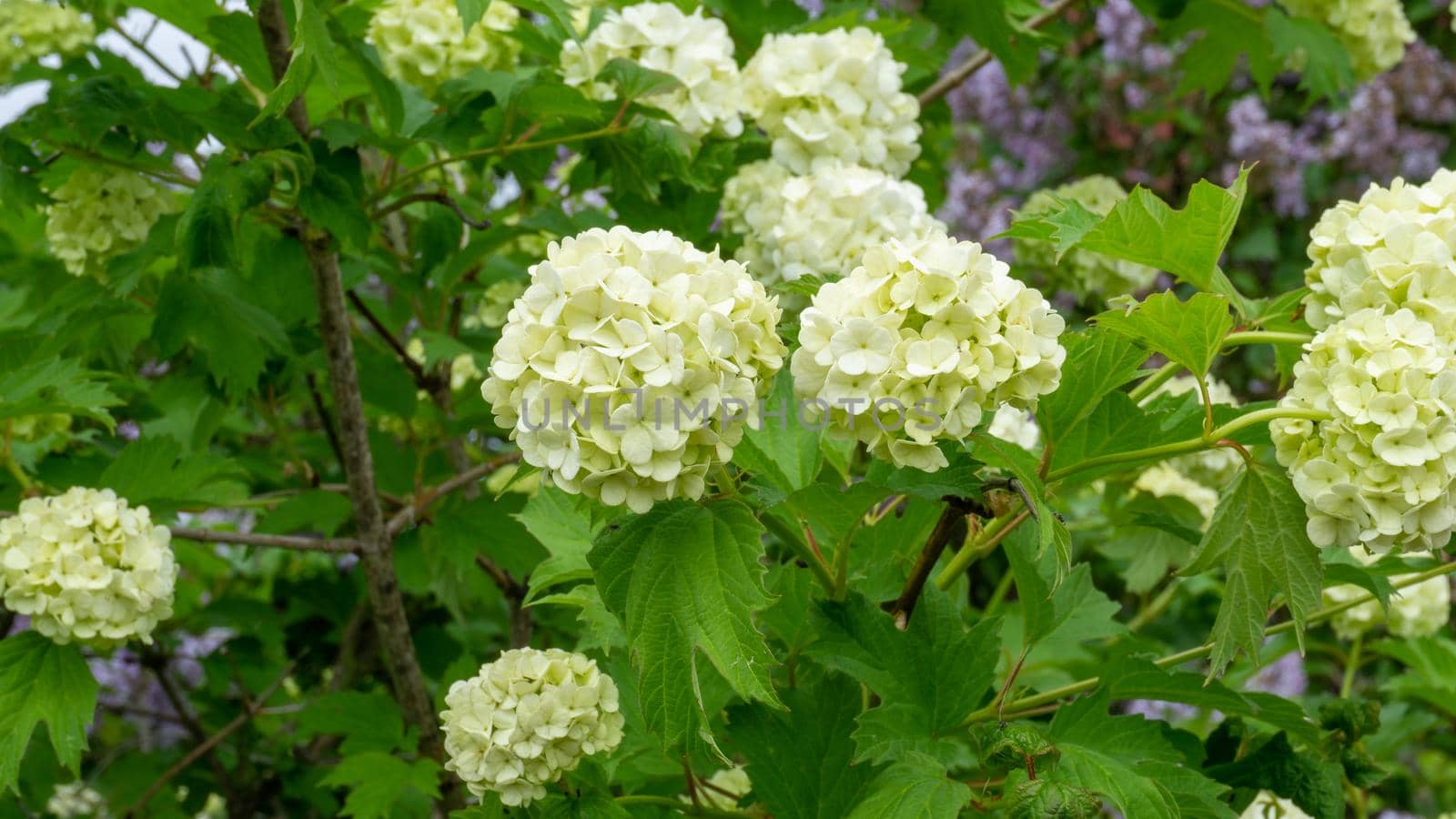 White inflorescences of viburnum in the green foliage of the bush. Summer flowering viburnum