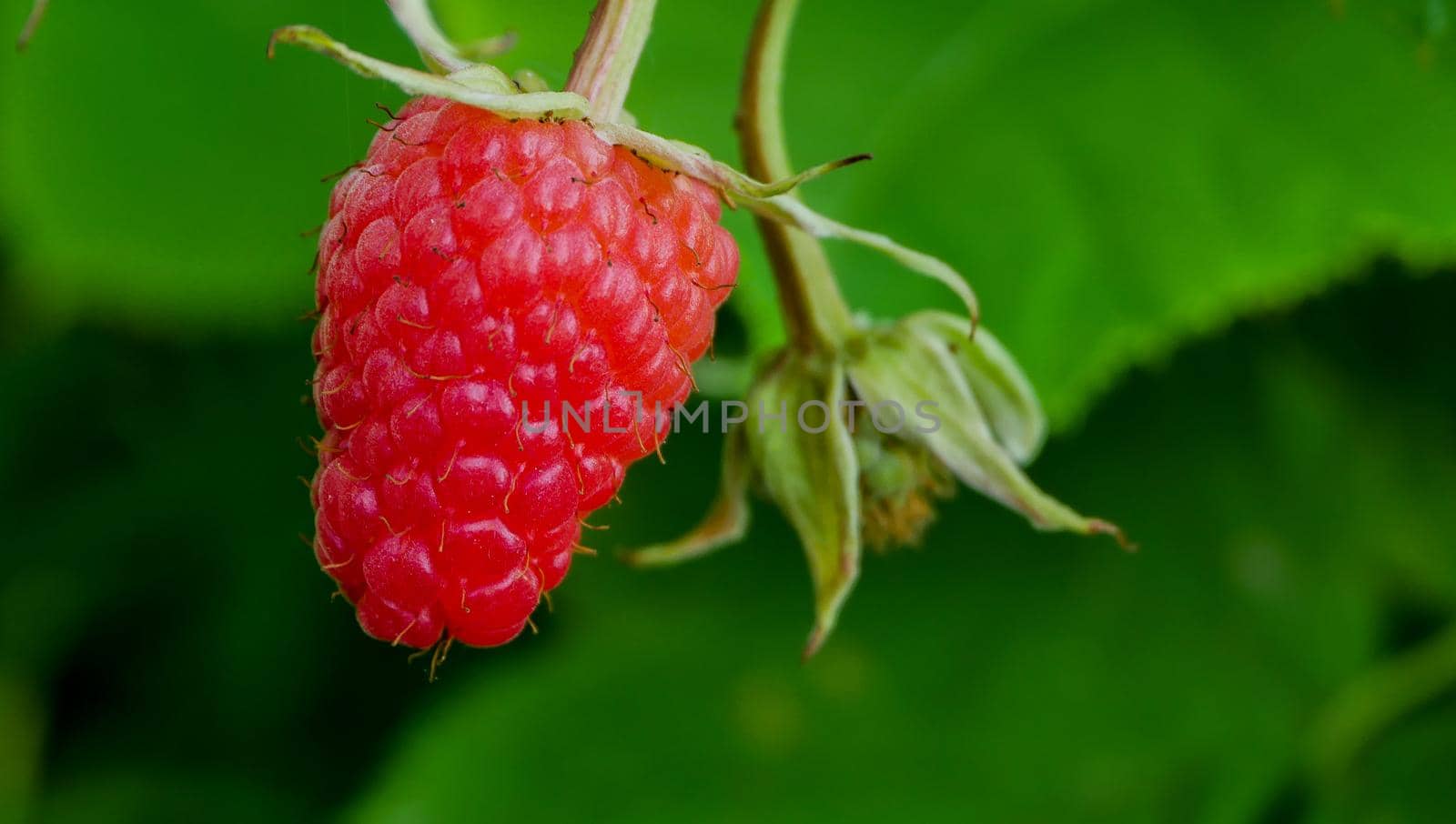Close-up of the ripe raspberry in the fruit garden. by gelog67
