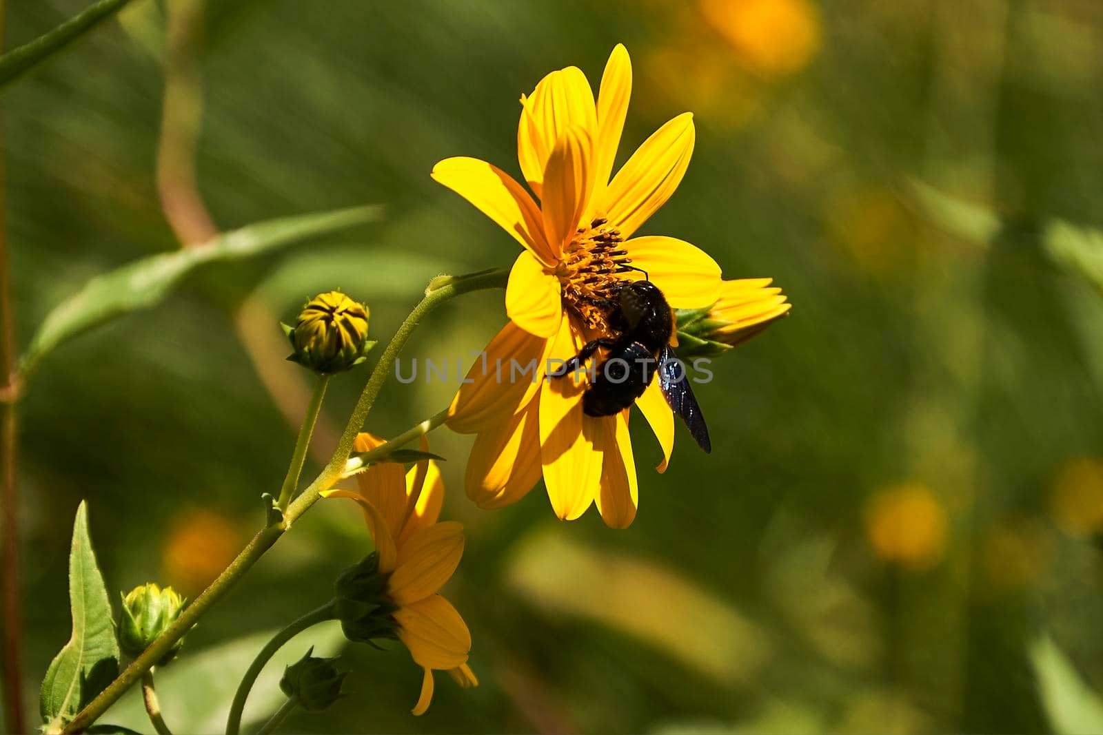 Large bee pollinating on a yellow daisy . by raul_ruiz