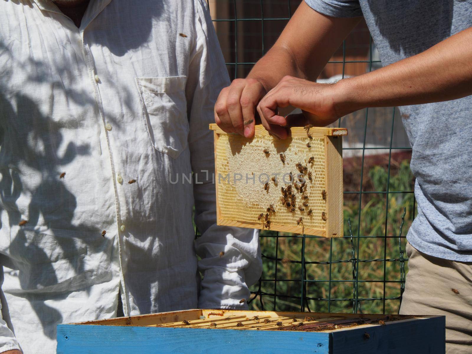 Master bee keeper pulls out a frame with honey from the beehive in the colony. by verbano