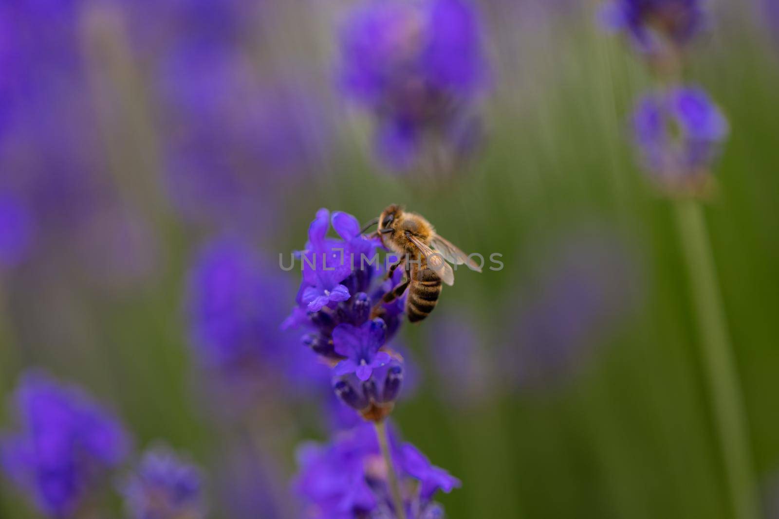 Close up on a bee on a lavander flower. Lavender bushes closeup. Purple lavender field, beautiful blooming, English lavander, Provance