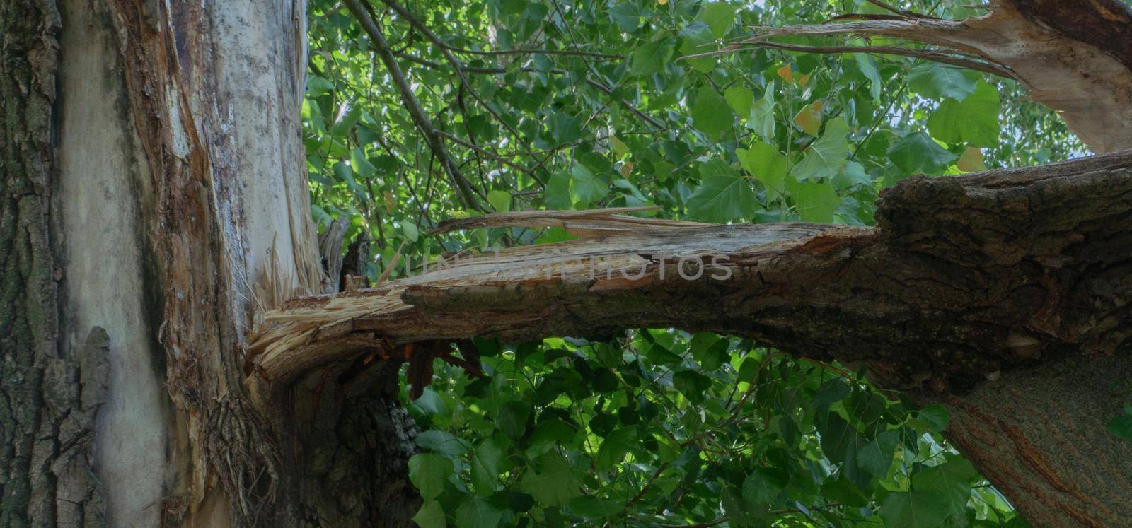 Broken tree trunk after a hurricane. by gelog67