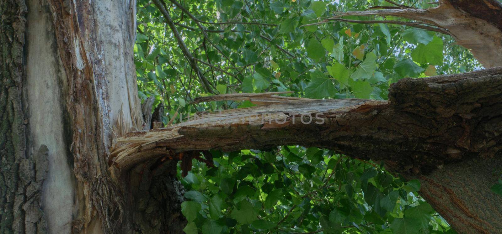 Damaged old tree in the forest after lightning.