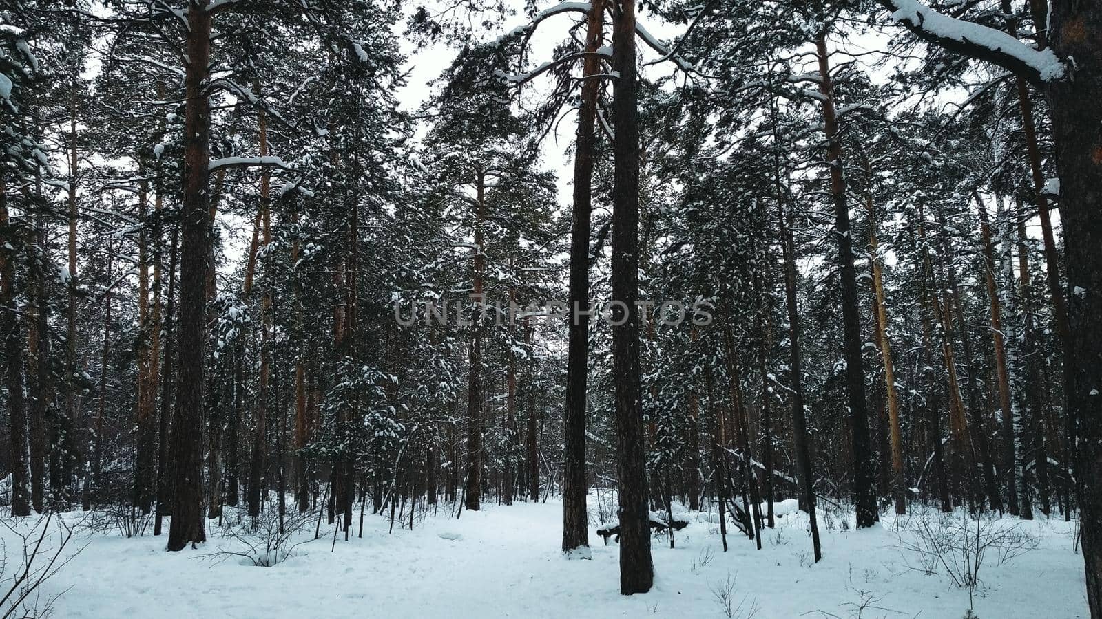The trail between trees in winter in the coniferous forest