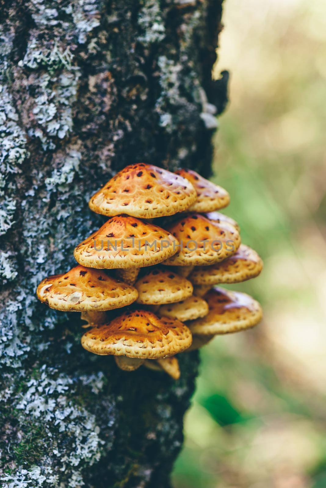 Pholiota aurivella mushrooms on a birch tree in the autumn forest