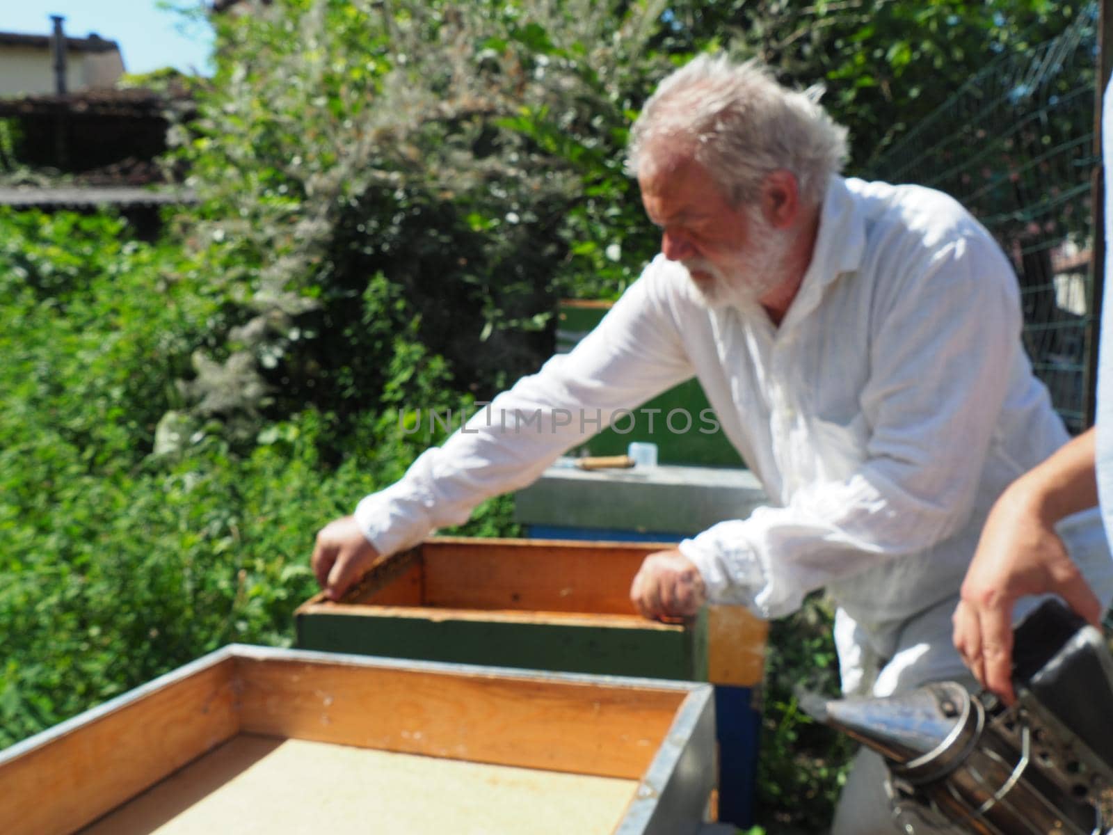 Beekeeper working with bees and beehives on the apiary. Beekeeping concept. Beekeeper harvesting honey Beekeeper on apiary.