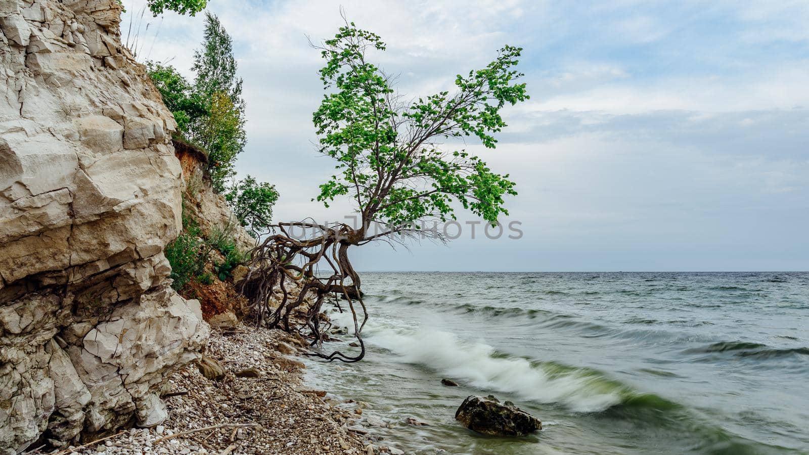 Tree on the rocky shore at summer day by Seva_blsv