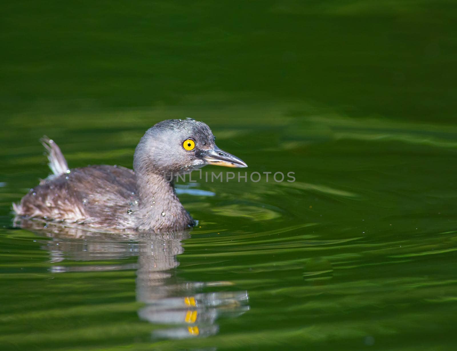 Least Grebe swimming in a pond in Guatemala