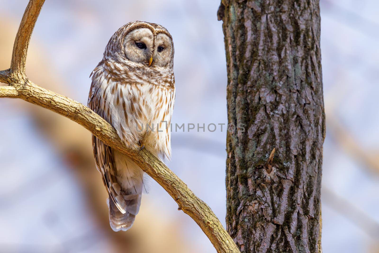 Barred owl mom watching over the nest in a forest in Ohio