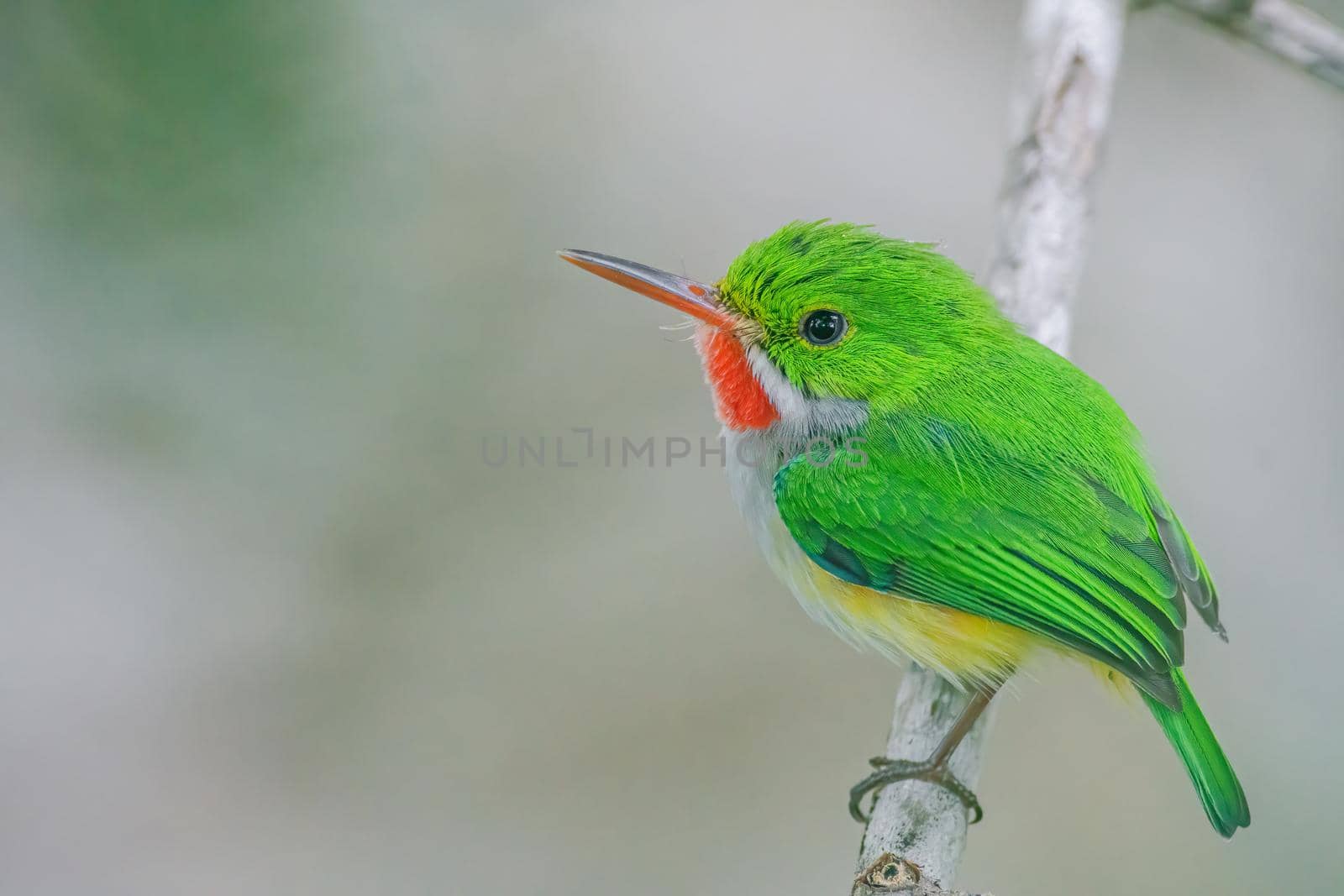 Puerto Rican Tody perched on a tree