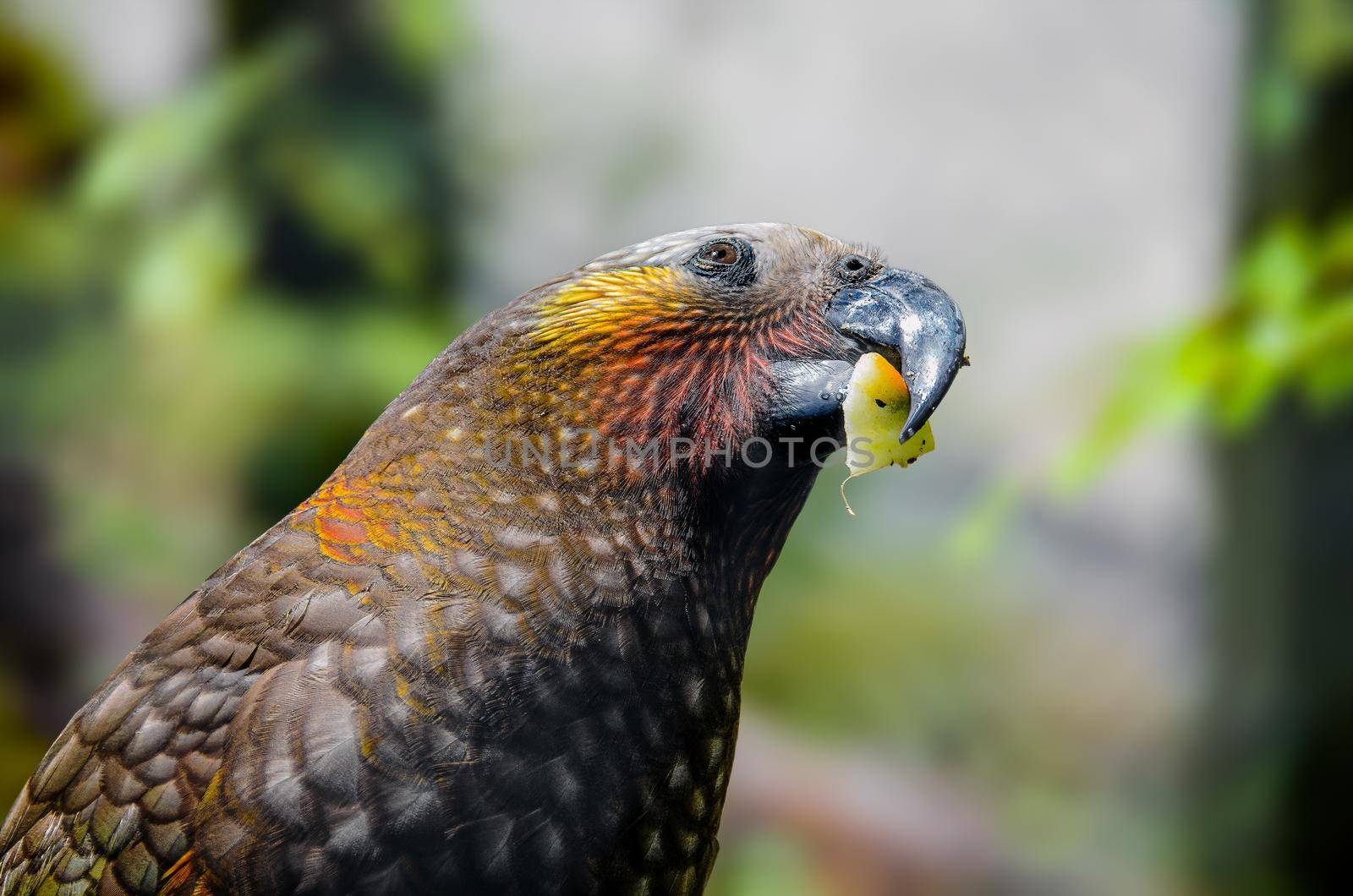 Kaka parrot eating a piece of fruit in New Zealand