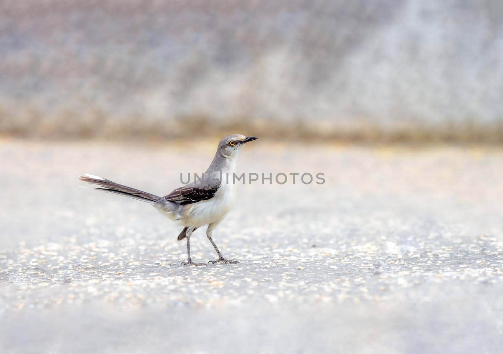 Northern Mockingbird foraging on the ground in Cancun Mexico