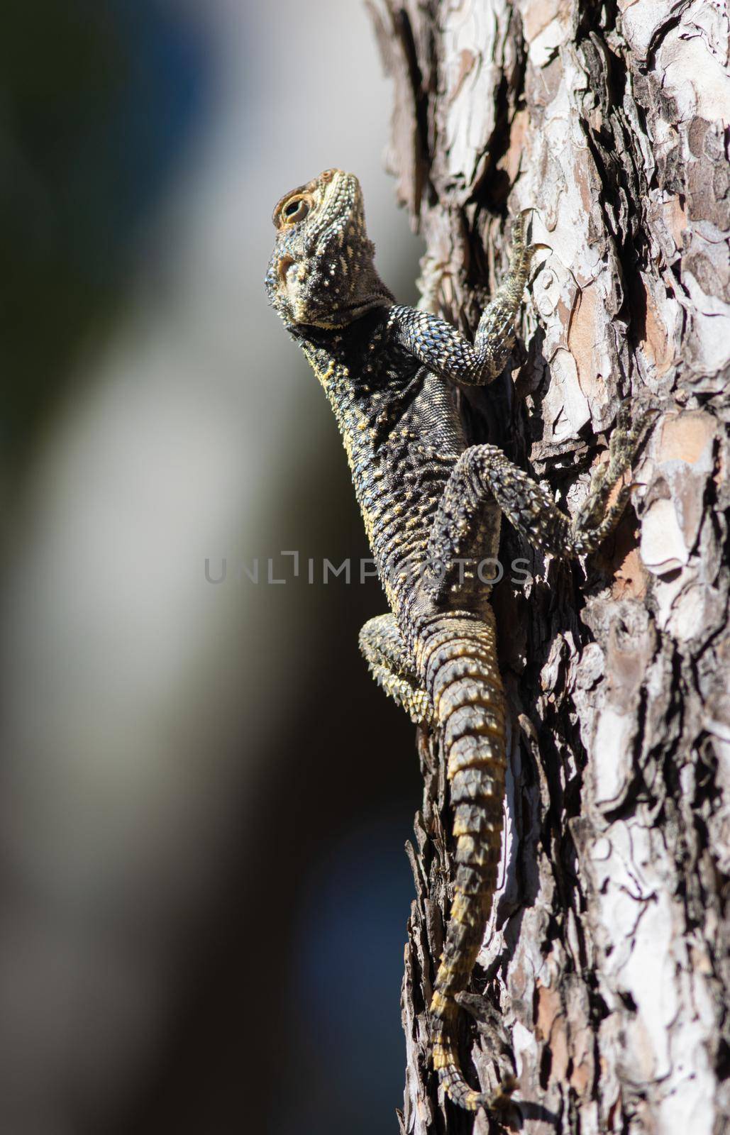 Large agama lizard sits on a the pine tree in Turkey -Stellagama stellio by Studia72