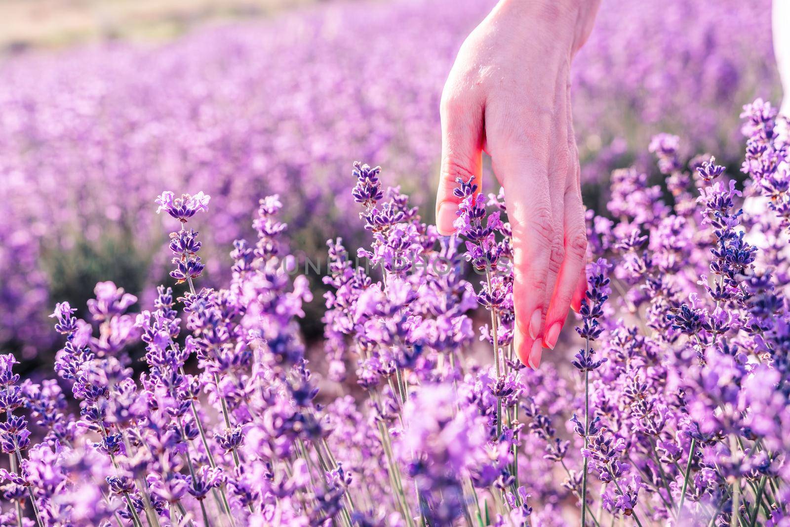 Lavender flower blooming scented fields in endless rows. Selective focus on Bushes of lavender purple aromatic flowers at lavender field. Abstract blur for background.