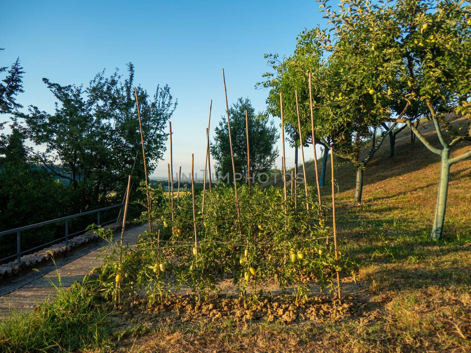 bio veggie garden in summer