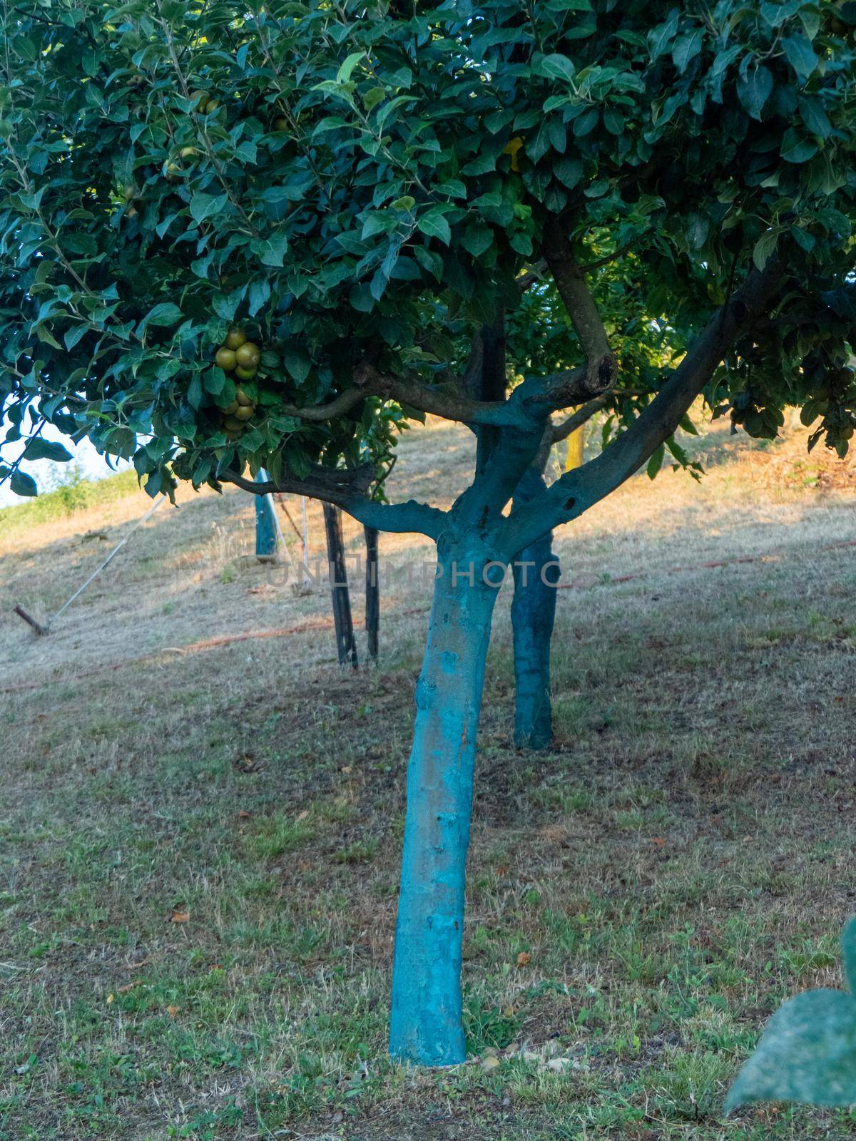 fruit tree garden in piacenza, italy
