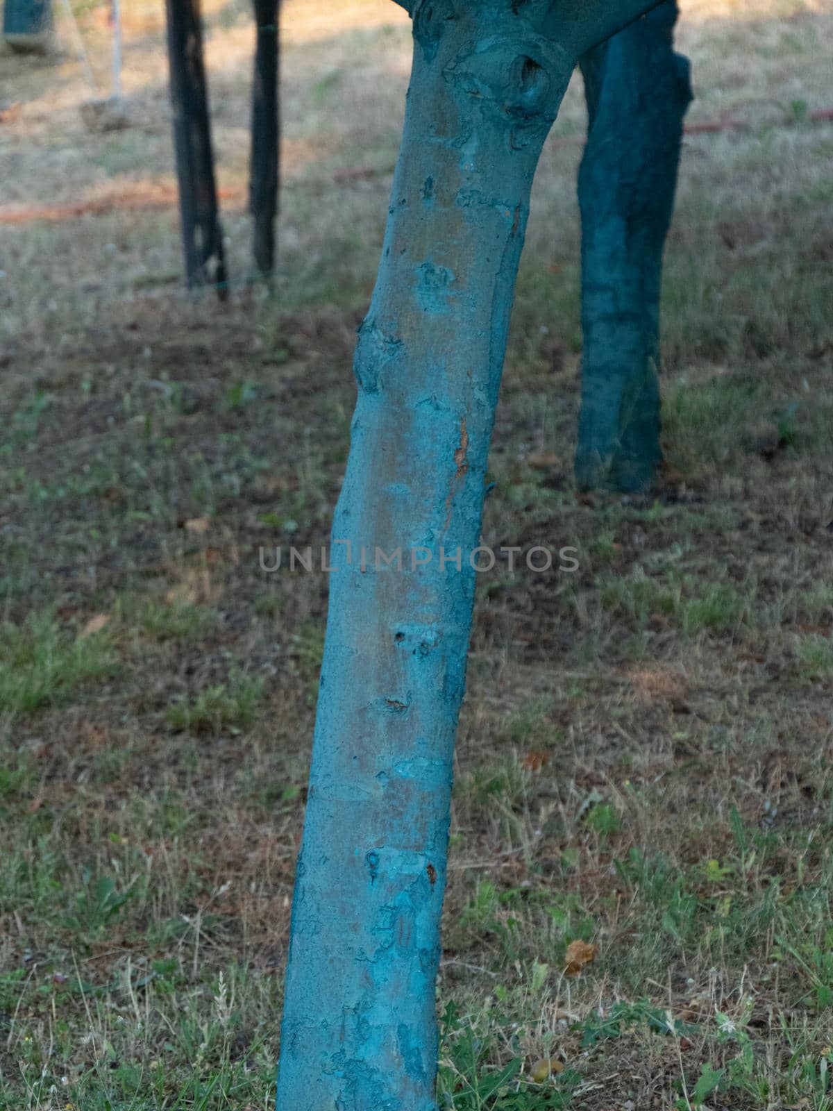 fruit tree garden in piacenza, italy
