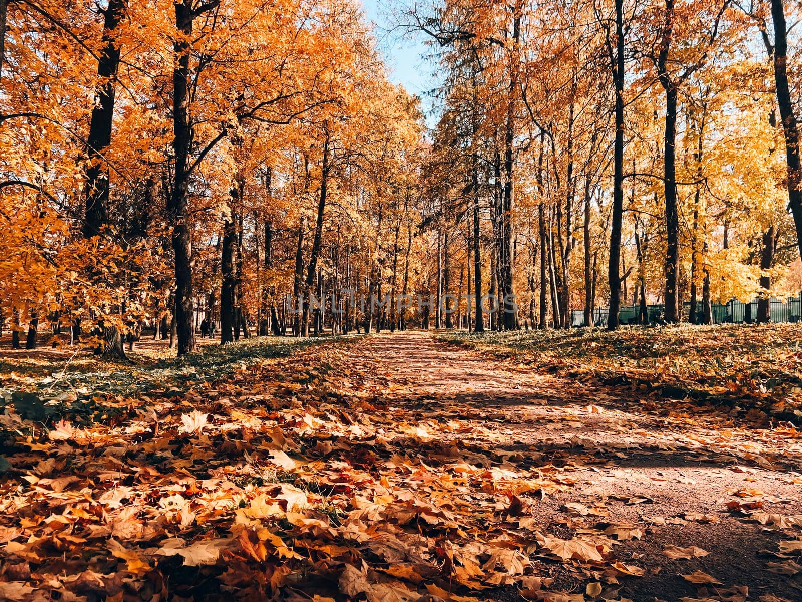 Park autumn landscape . Alleys of the park. A walk in the park. An article about autumn. Illustrating autumn articles.