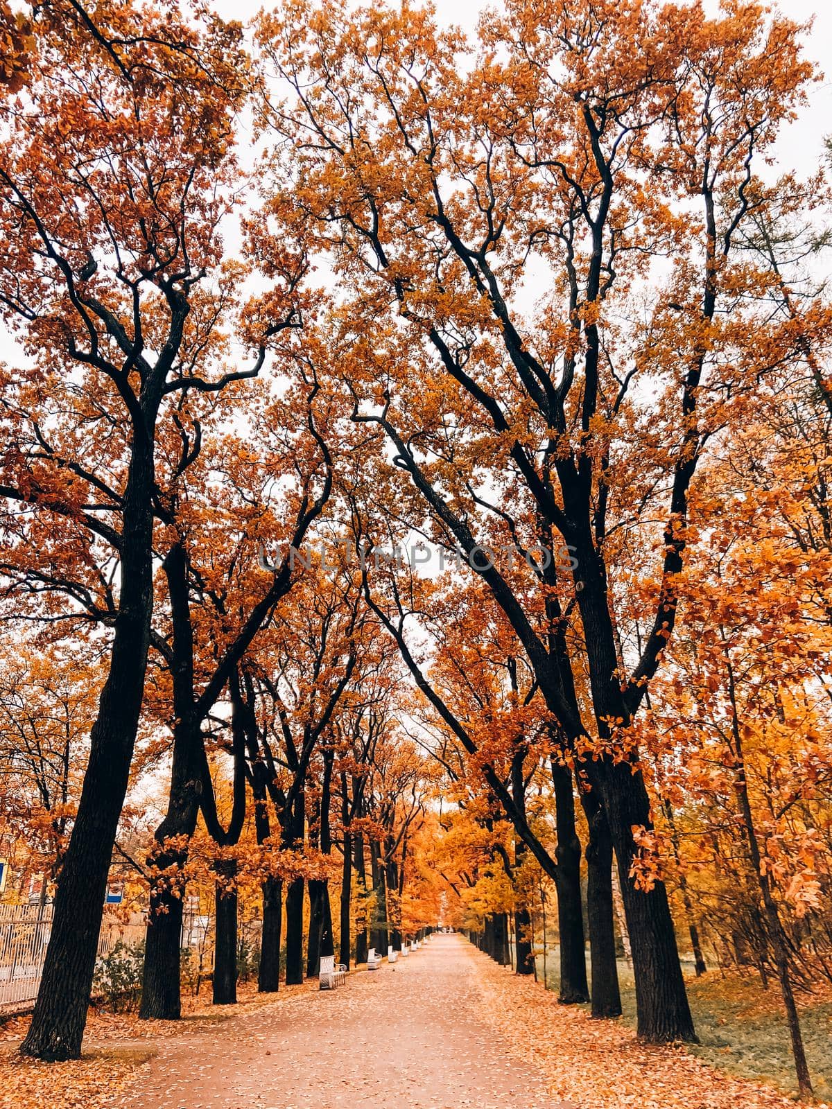 Park autumn landscape . Alleys of the park. A walk in the park. An article about autumn. Illustrating autumn articles.