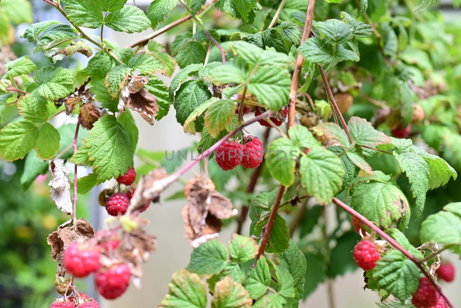 Some ripe rashberries on the bush with a various of focus