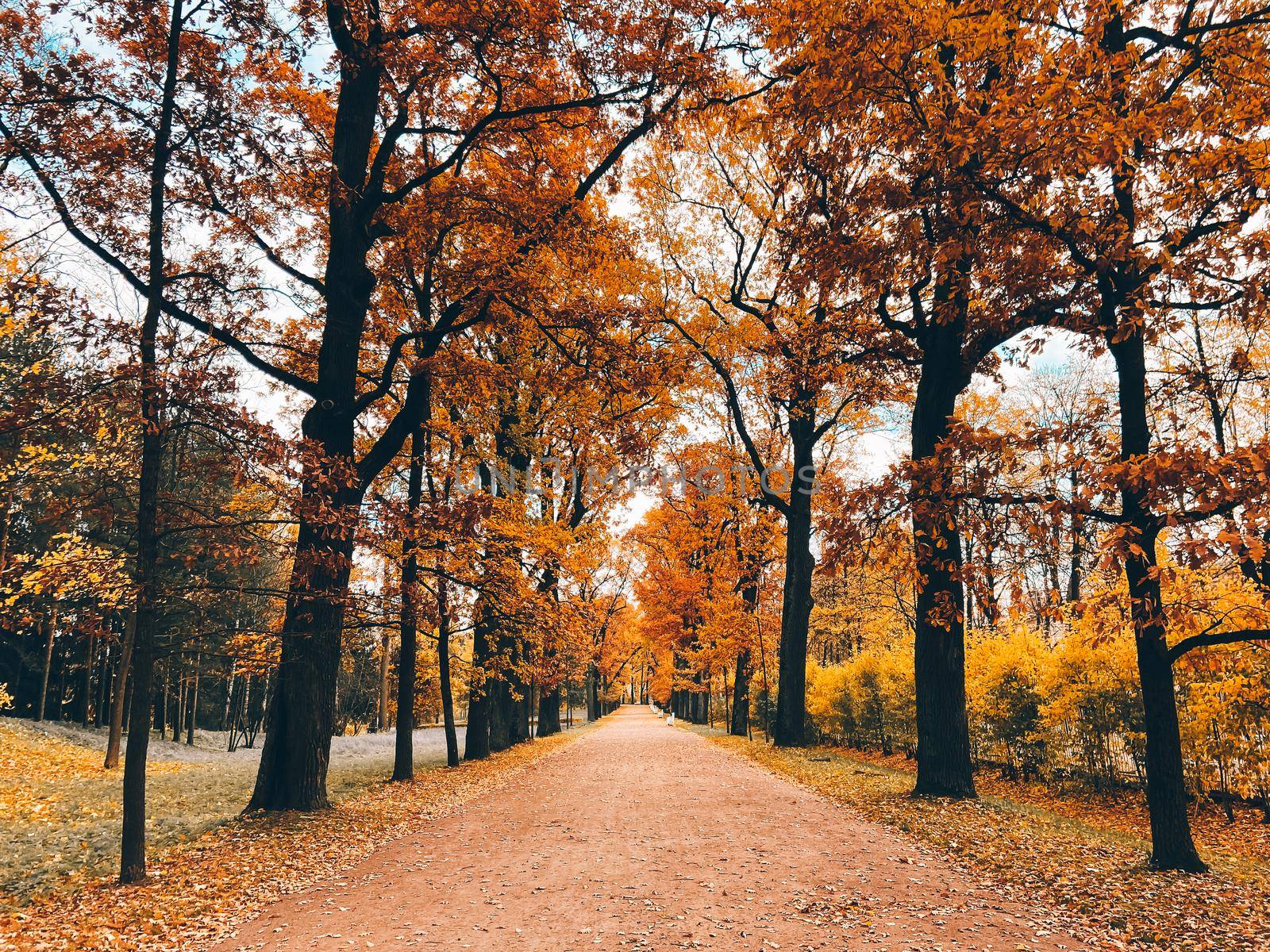 Park autumn landscape . Alleys of the park. A walk in the park. An article about autumn. Illustrating autumn articles.