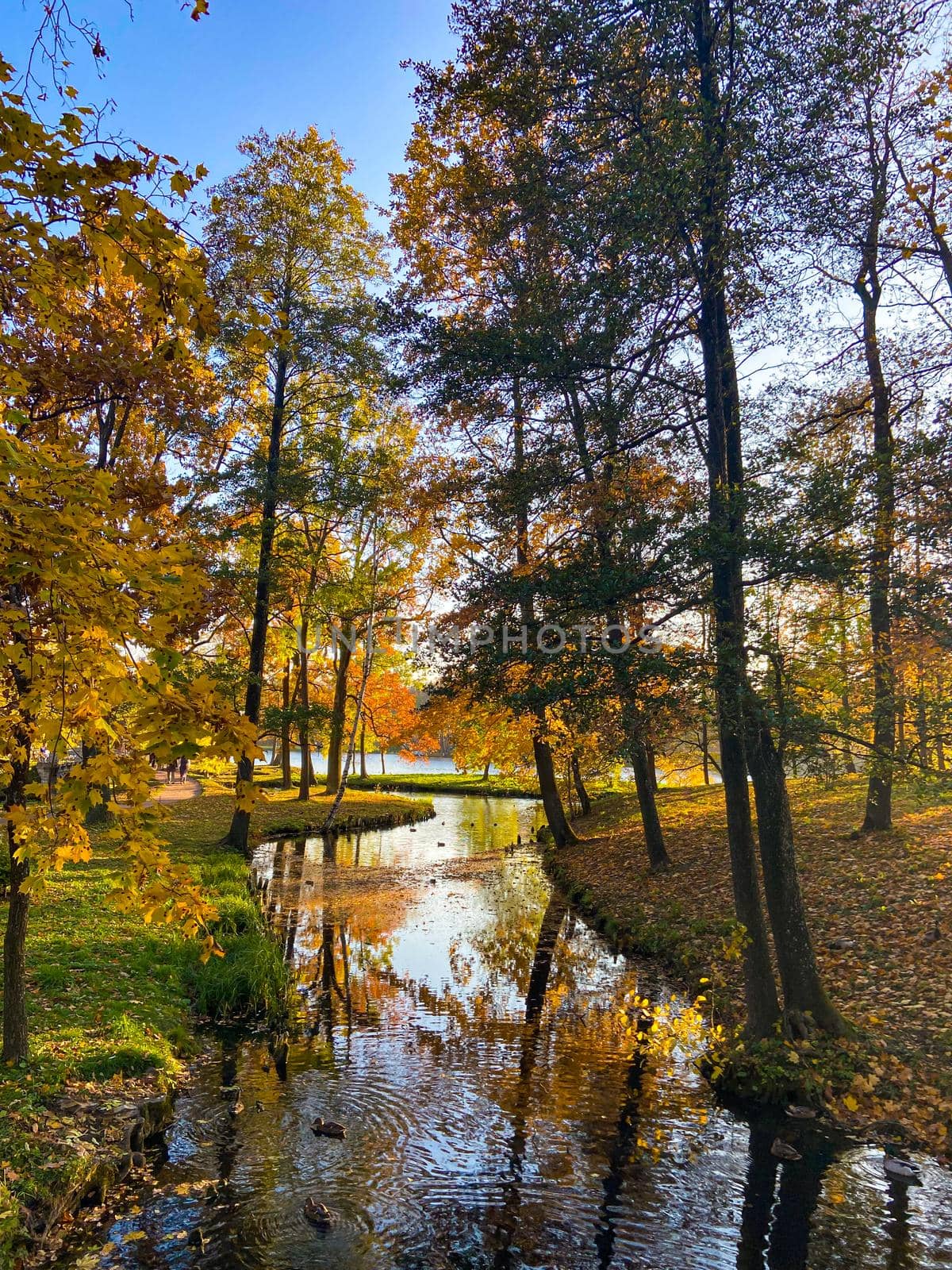 Park autumn landscape . Alleys of the park. A walk in the park. An article about autumn. by alenka2194