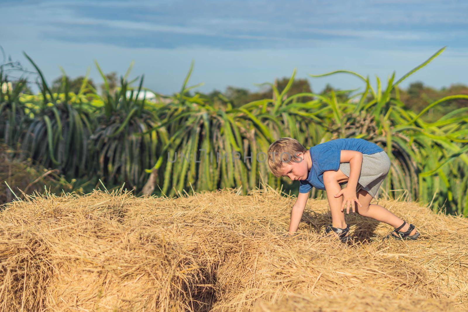 Boy blue t-shirt smile play climbs on down haystack bales of dry hay, clear sky sunny day. Outdoor kid children summer leisure activities. Concept happy childhood countryside, air close to nature.