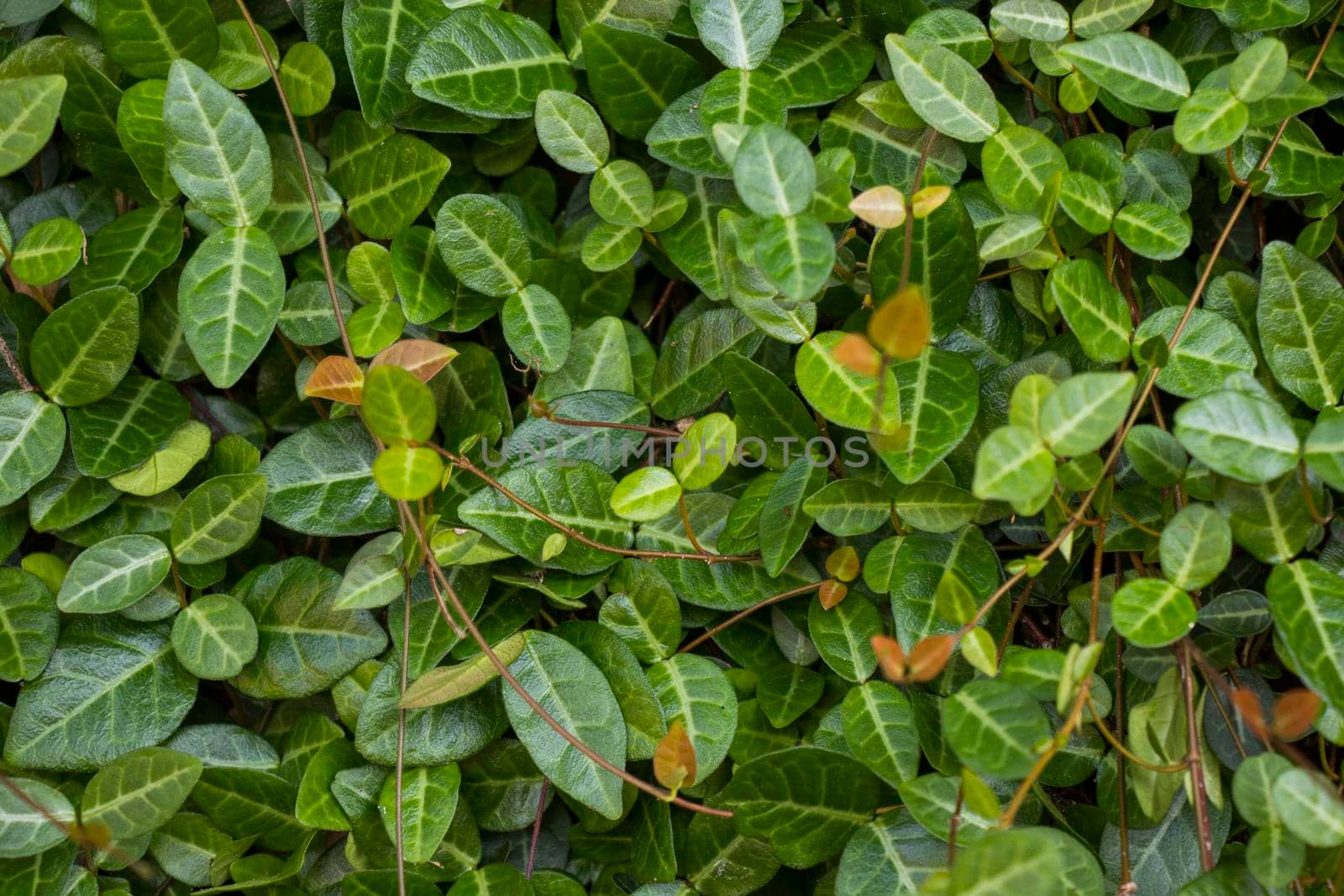 Ivy plant background and texture, green color
