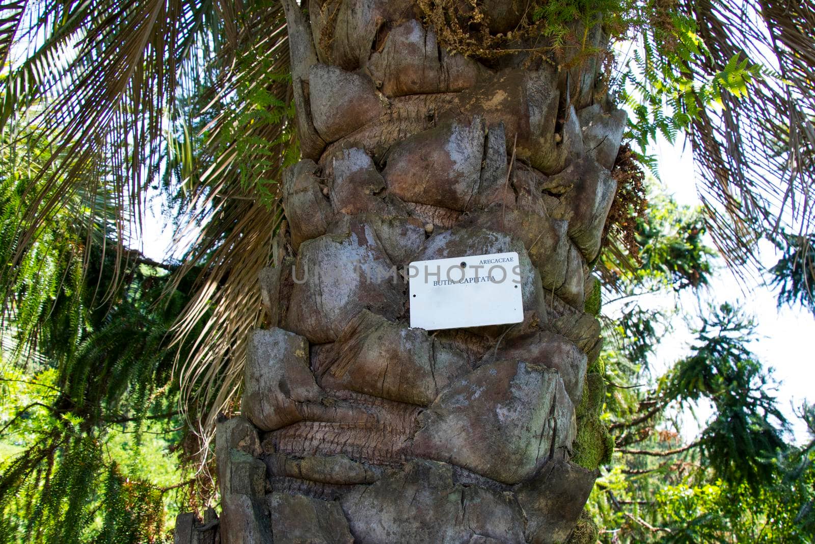 Butia Capitata palm tree in botanic garden, Batumi