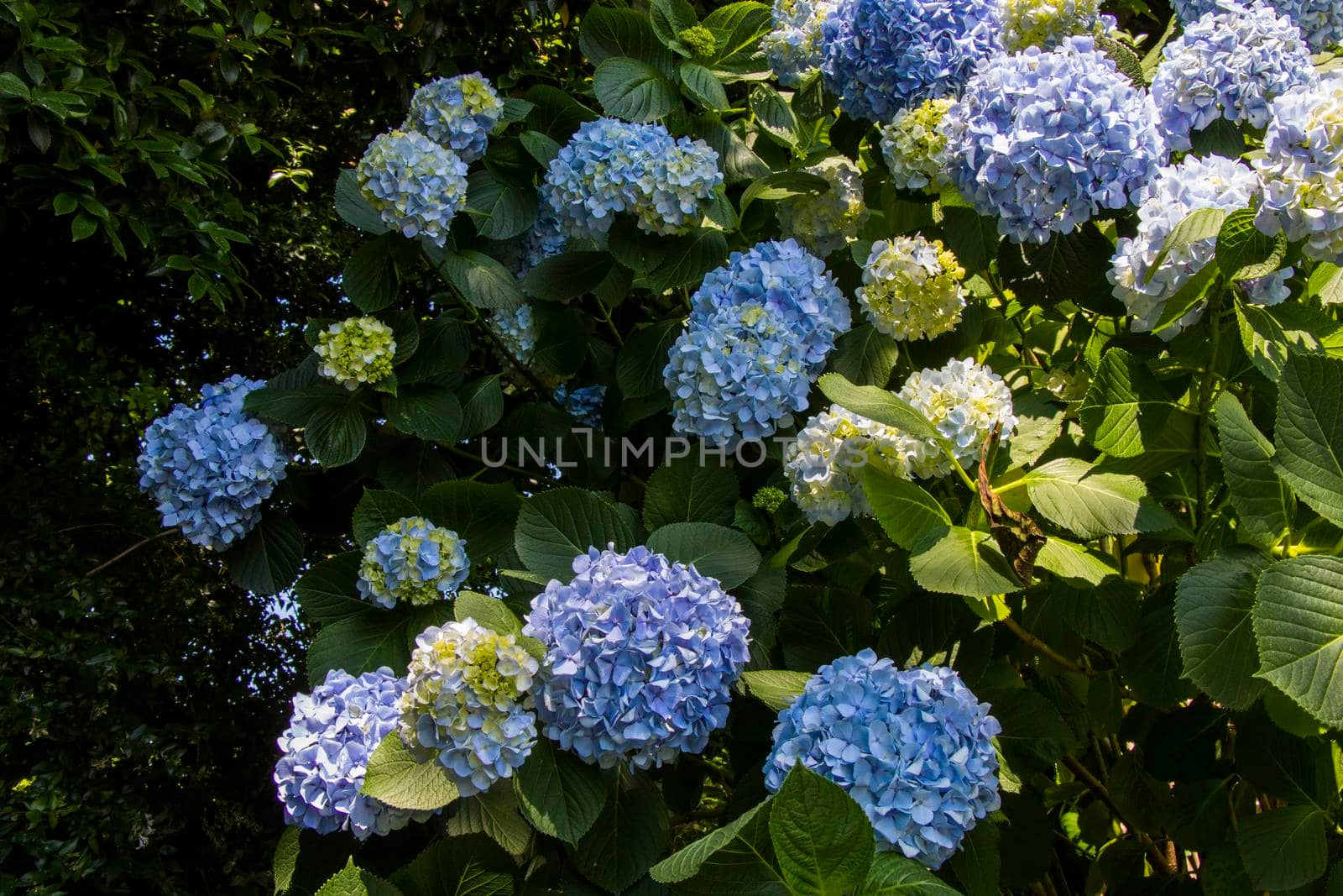 Hydrangea blue flower close-up by Taidundua