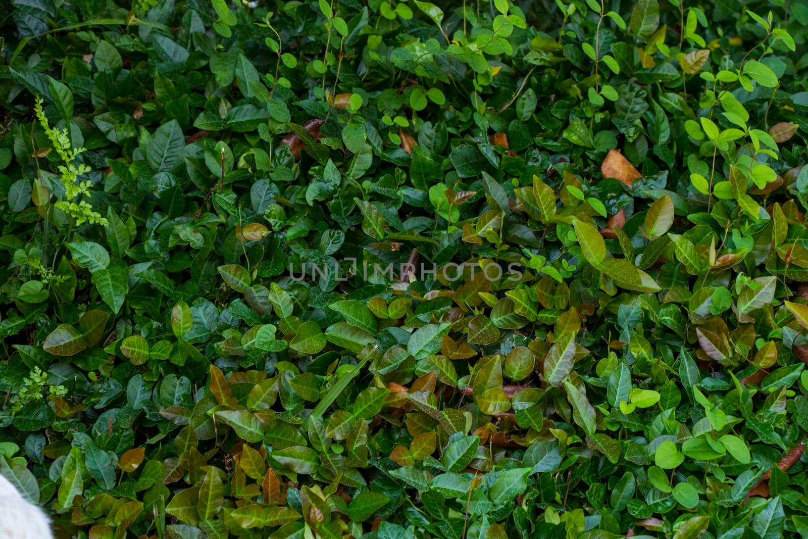 Ivy plant background and texture by Taidundua