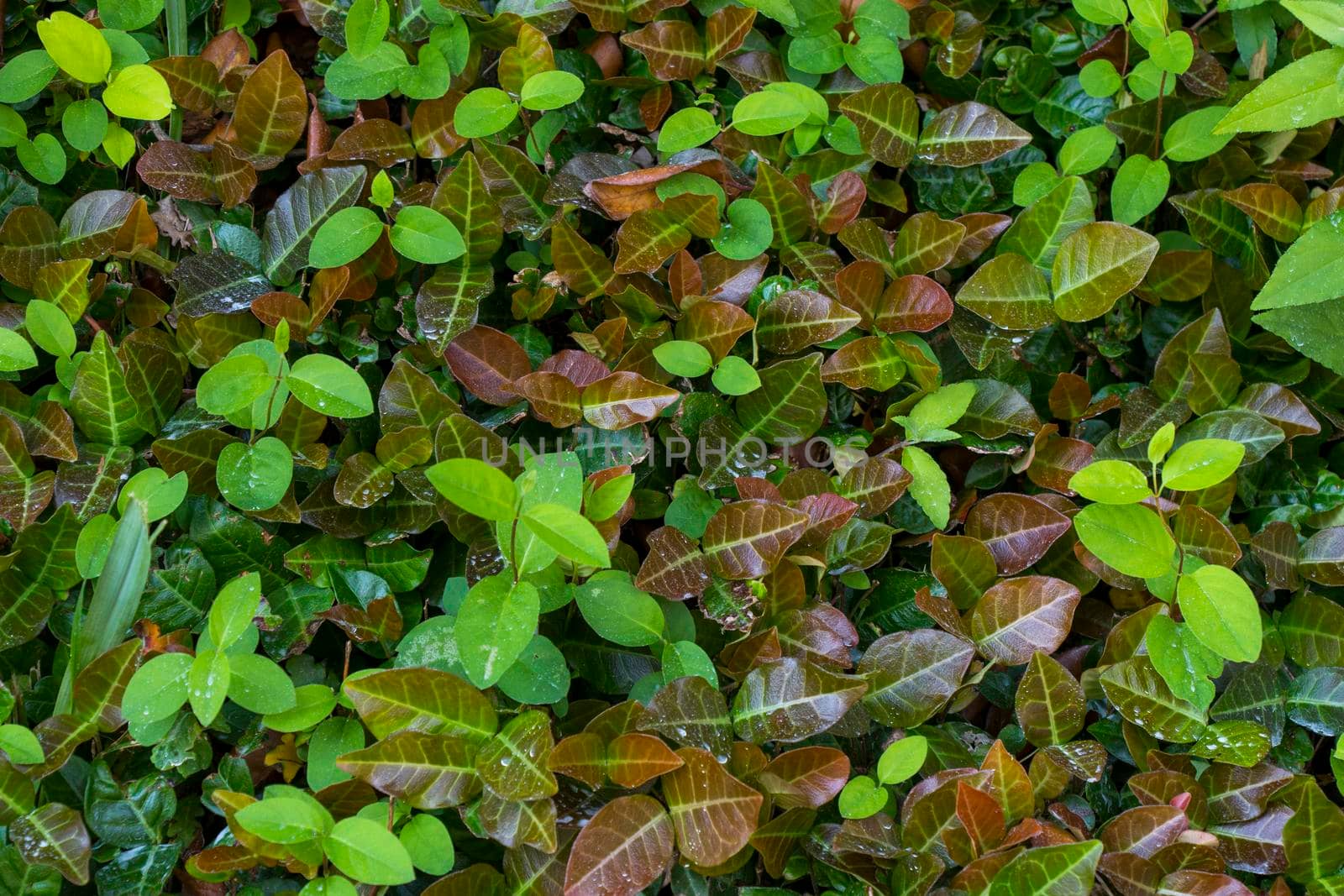 Ivy plant background and texture, green color