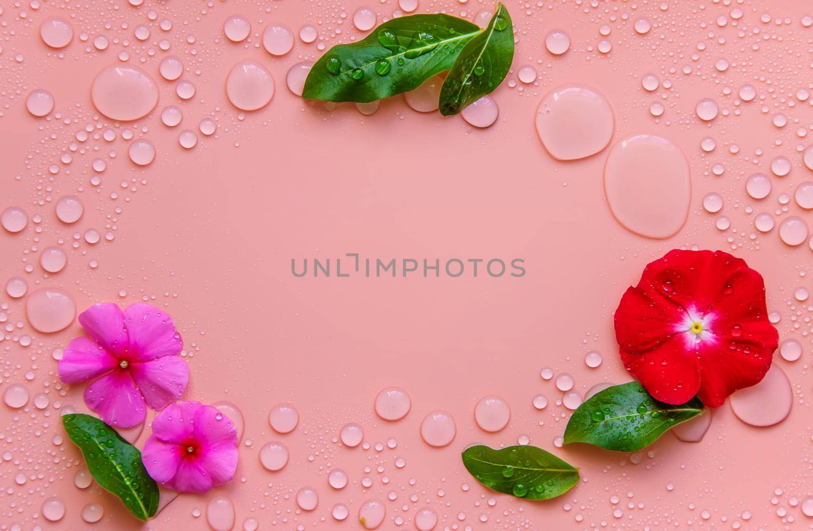 Background with water drops and flowers. Selective focus. Spa.