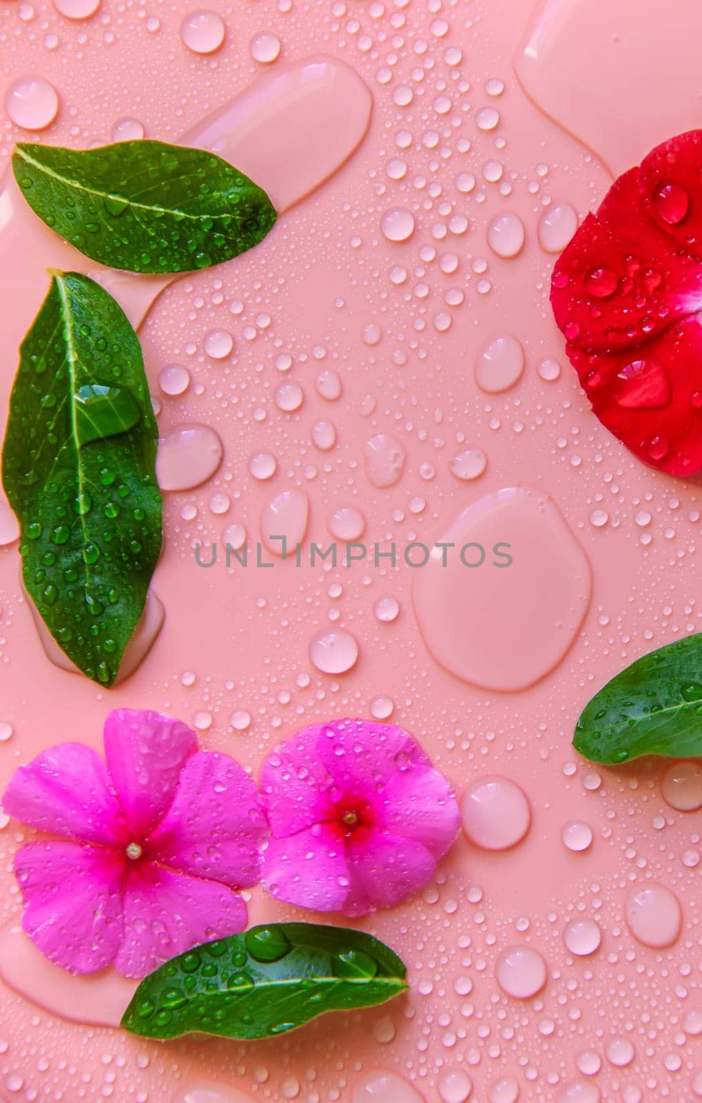 Background with water drops and flowers. Selective focus. by yanadjana