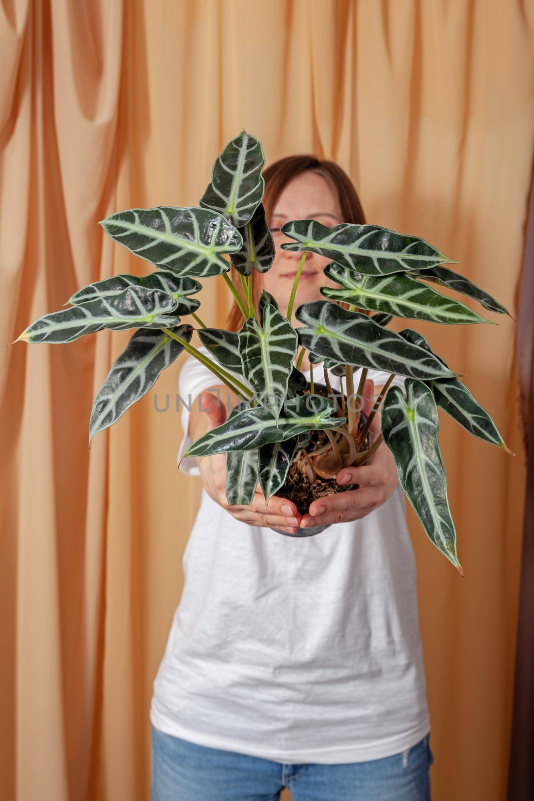 Florist woman holding a pot with Alocasia Bambinoarrow plant on a fabric curtains background.