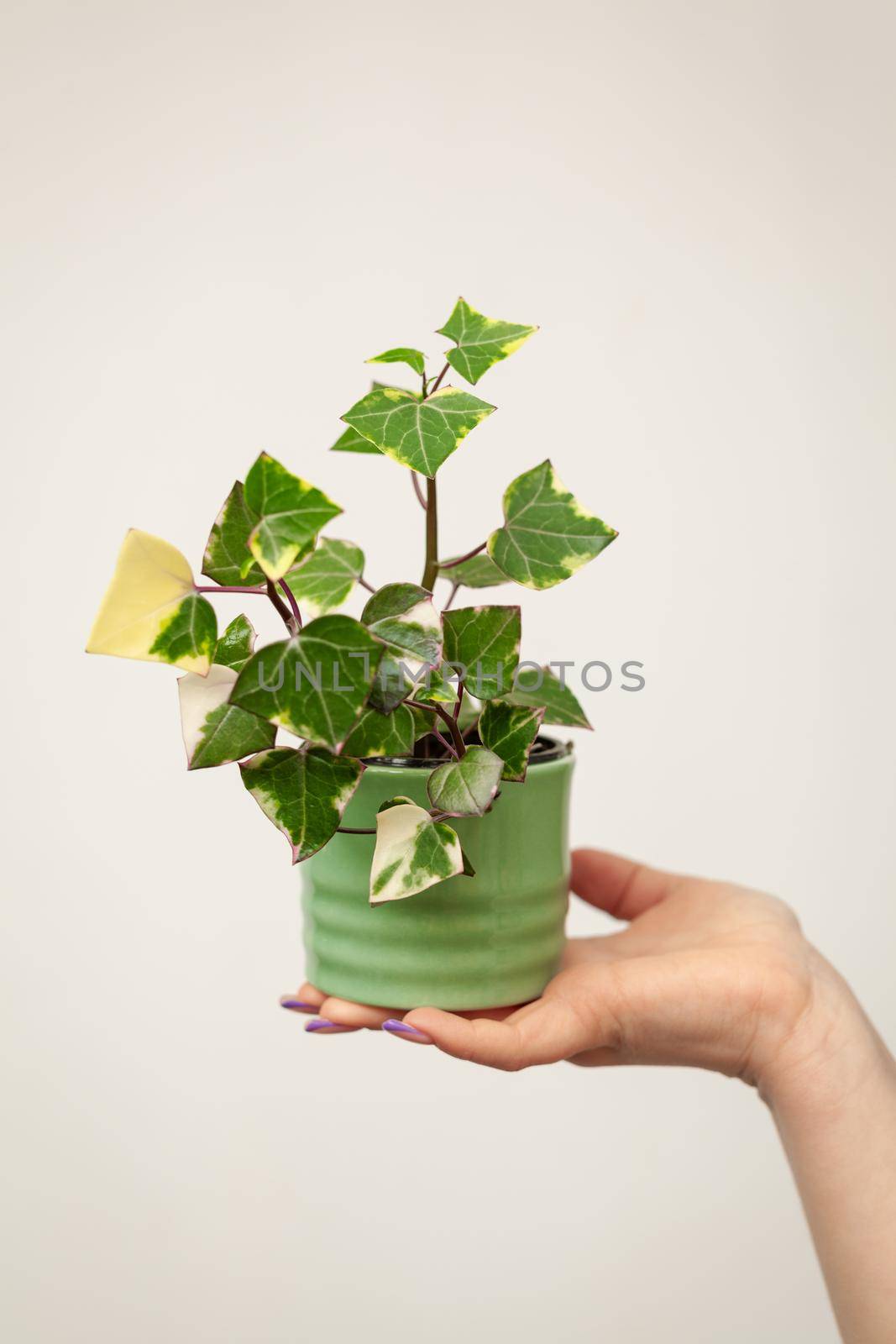 Hand holding pot with Senecio macroglossus plant, the Natal ivy or wax ivy. It is an evergreen climber with waxy triangular leaves.