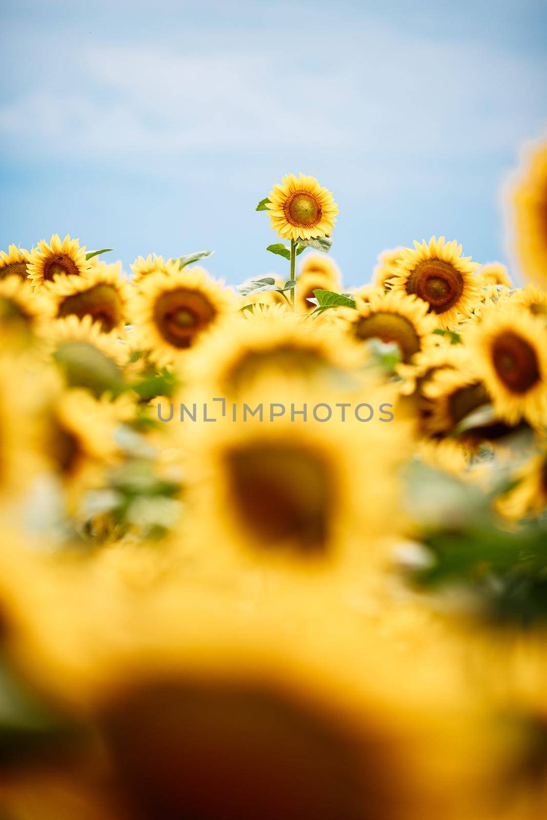 Standing out from the crowd concept. Wonderful panoramic view of field of sunflowers by summertime. One flower growing taller than the others. by kasto